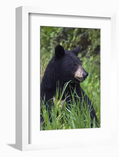 Black bear, spring rain-Ken Archer-Framed Photographic Print