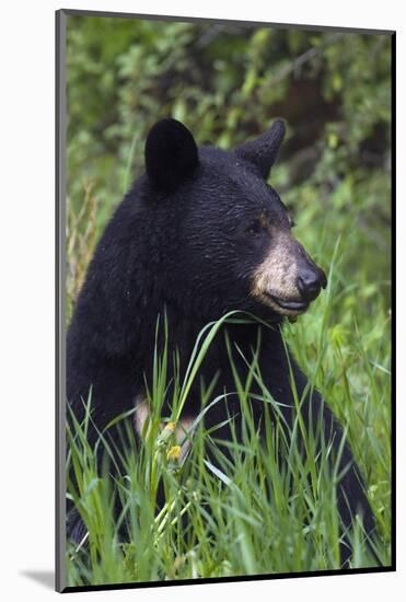 Black bear, spring rain-Ken Archer-Mounted Photographic Print