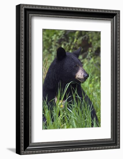 Black bear, spring rain-Ken Archer-Framed Photographic Print