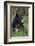 Black bear, spring rain-Ken Archer-Framed Photographic Print