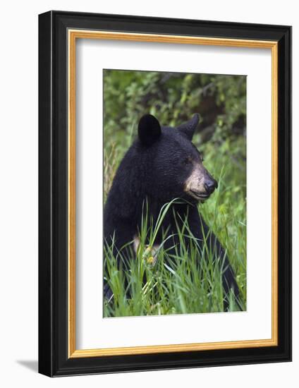 Black bear, spring rain-Ken Archer-Framed Photographic Print