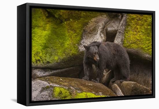 Black Bear Standing on Boulders, Tongass National Forest Alaska, USA-Jaynes Gallery-Framed Premier Image Canvas