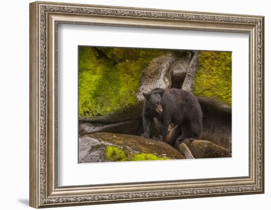 Black Bear Standing on Boulders, Tongass National Forest Alaska, USA-Jaynes Gallery-Framed Photographic Print