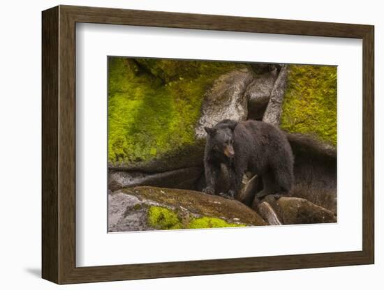 Black Bear Standing on Boulders, Tongass National Forest Alaska, USA-Jaynes Gallery-Framed Photographic Print