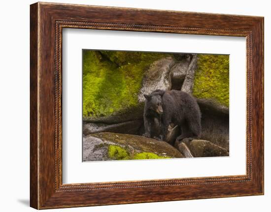 Black Bear Standing on Boulders, Tongass National Forest Alaska, USA-Jaynes Gallery-Framed Photographic Print
