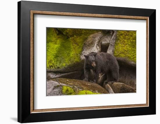 Black Bear Standing on Boulders, Tongass National Forest Alaska, USA-Jaynes Gallery-Framed Photographic Print