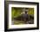 Black Bear Standing on Boulders, Tongass National Forest Alaska, USA-Jaynes Gallery-Framed Photographic Print