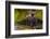 Black Bear Standing on Boulders, Tongass National Forest Alaska, USA-Jaynes Gallery-Framed Photographic Print