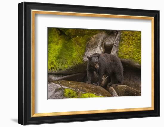 Black Bear Standing on Boulders, Tongass National Forest Alaska, USA-Jaynes Gallery-Framed Photographic Print