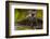 Black Bear Standing on Boulders, Tongass National Forest Alaska, USA-Jaynes Gallery-Framed Photographic Print