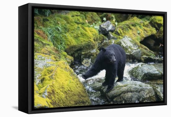 Black Bear Standing on Rocks-DLILLC-Framed Premier Image Canvas
