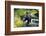 Black Bear Standing on Rocks-DLILLC-Framed Photographic Print