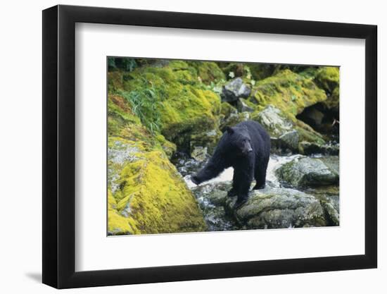 Black Bear Standing on Rocks-DLILLC-Framed Photographic Print