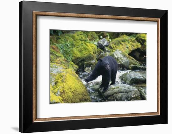 Black Bear Standing on Rocks-DLILLC-Framed Photographic Print