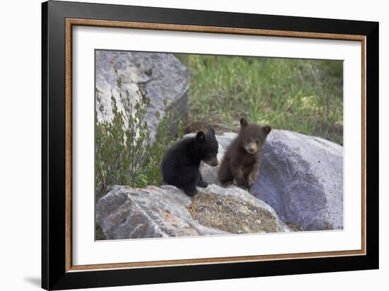 Black Bear Two Cubs Playing on Rocks-null-Framed Photographic Print