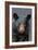 Black Bear Up Close-Lantern Press-Framed Art Print