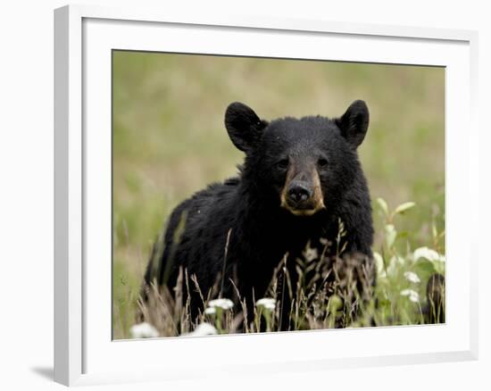 Black Bear (Ursus Americanus), Alaska Highway, British Columbia, Canada, North America-null-Framed Photographic Print