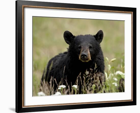 Black Bear (Ursus Americanus), Alaska Highway, British Columbia, Canada, North America-null-Framed Photographic Print