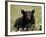 Black Bear (Ursus Americanus), Alaska Highway, British Columbia, Canada, North America-null-Framed Photographic Print