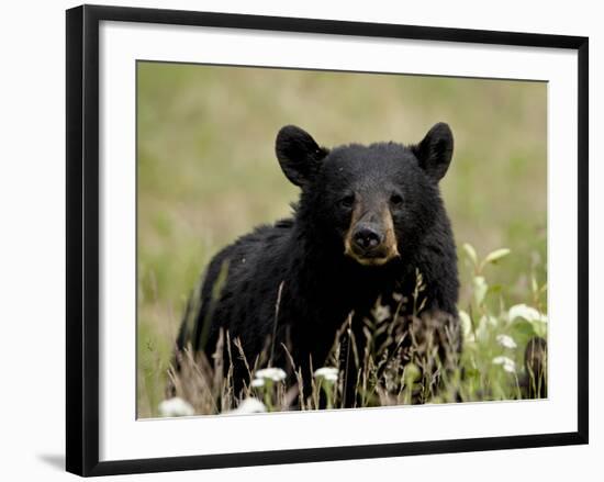 Black Bear (Ursus Americanus), Alaska Highway, British Columbia, Canada, North America-null-Framed Photographic Print