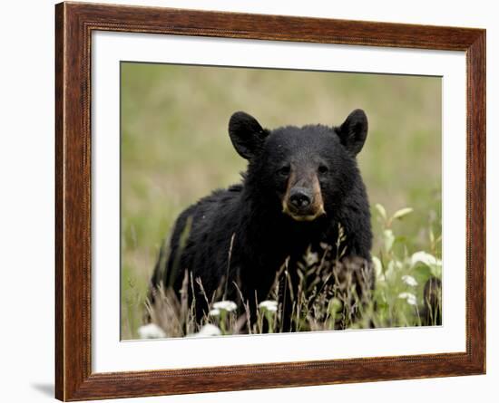 Black Bear (Ursus Americanus), Alaska Highway, British Columbia, Canada, North America-null-Framed Photographic Print