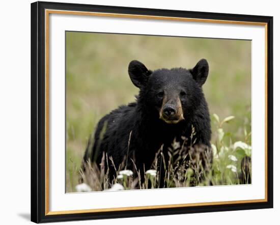 Black Bear (Ursus Americanus), Alaska Highway, British Columbia, Canada, North America-null-Framed Photographic Print