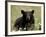 Black Bear (Ursus Americanus), Alaska Highway, British Columbia, Canada, North America-null-Framed Photographic Print