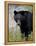 Black Bear (Ursus Americanus), Banff National Park, Alberta, Canada, North America-James Hager-Framed Premier Image Canvas