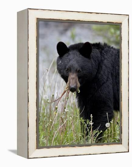 Black Bear (Ursus Americanus), Banff National Park, Alberta, Canada, North America-James Hager-Framed Premier Image Canvas