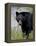 Black Bear (Ursus Americanus), Banff National Park, Alberta, Canada, North America-James Hager-Framed Premier Image Canvas