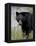 Black Bear (Ursus Americanus), Banff National Park, Alberta, Canada, North America-James Hager-Framed Premier Image Canvas