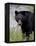 Black Bear (Ursus Americanus), Banff National Park, Alberta, Canada, North America-James Hager-Framed Premier Image Canvas