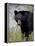 Black Bear (Ursus Americanus), Banff National Park, Alberta, Canada, North America-James Hager-Framed Premier Image Canvas