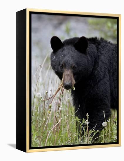 Black Bear (Ursus Americanus), Banff National Park, Alberta, Canada, North America-James Hager-Framed Premier Image Canvas