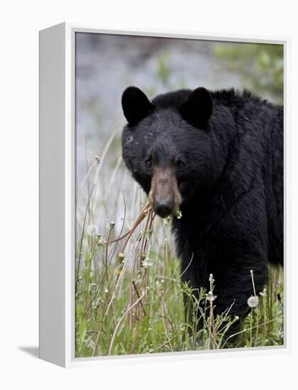 Black Bear (Ursus Americanus), Banff National Park, Alberta, Canada, North America-James Hager-Framed Premier Image Canvas