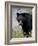 Black Bear (Ursus Americanus), Banff National Park, Alberta, Canada, North America-James Hager-Framed Photographic Print