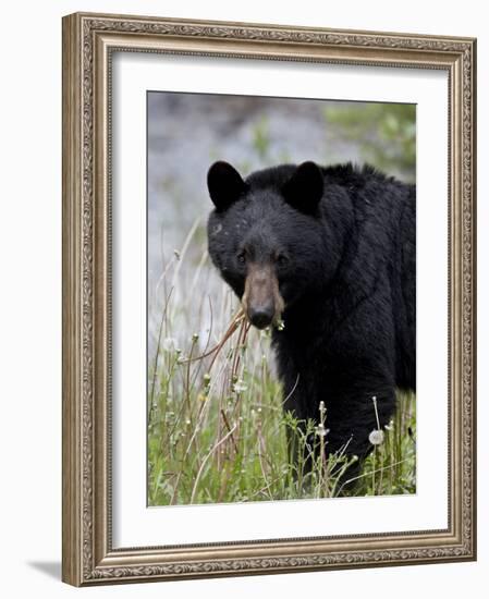 Black Bear (Ursus Americanus), Banff National Park, Alberta, Canada, North America-James Hager-Framed Photographic Print