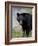 Black Bear (Ursus Americanus), Banff National Park, Alberta, Canada, North America-James Hager-Framed Photographic Print