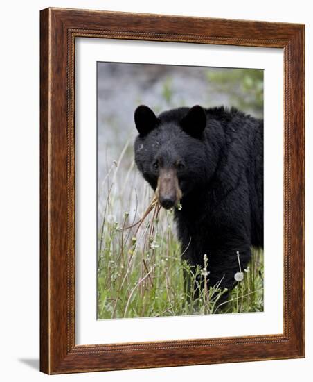 Black Bear (Ursus Americanus), Banff National Park, Alberta, Canada, North America-James Hager-Framed Photographic Print