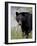 Black Bear (Ursus Americanus), Banff National Park, Alberta, Canada, North America-James Hager-Framed Photographic Print