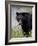 Black Bear (Ursus Americanus), Banff National Park, Alberta, Canada, North America-James Hager-Framed Photographic Print