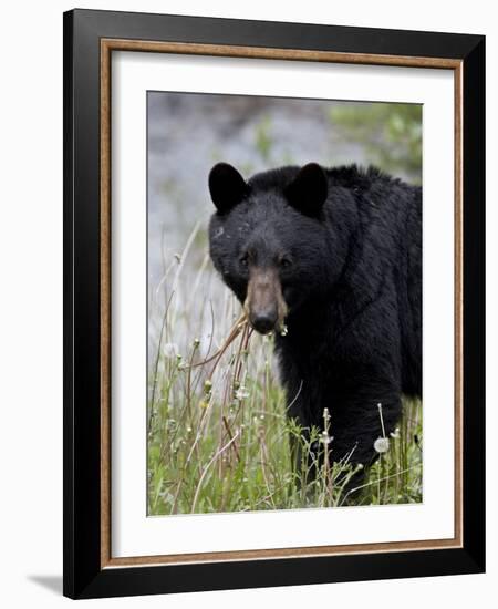 Black Bear (Ursus Americanus), Banff National Park, Alberta, Canada, North America-James Hager-Framed Photographic Print