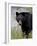 Black Bear (Ursus Americanus), Banff National Park, Alberta, Canada, North America-James Hager-Framed Photographic Print