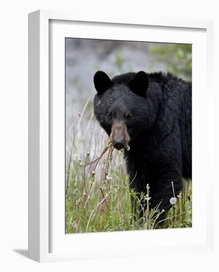 Black Bear (Ursus Americanus), Banff National Park, Alberta, Canada, North America-James Hager-Framed Photographic Print