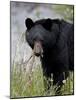 Black Bear (Ursus Americanus), Banff National Park, Alberta, Canada, North America-James Hager-Mounted Photographic Print