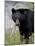 Black Bear (Ursus Americanus), Banff National Park, Alberta, Canada, North America-James Hager-Mounted Photographic Print