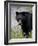 Black Bear (Ursus Americanus), Banff National Park, Alberta, Canada, North America-James Hager-Framed Photographic Print