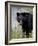 Black Bear (Ursus Americanus), Banff National Park, Alberta, Canada, North America-James Hager-Framed Photographic Print