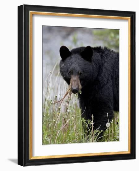 Black Bear (Ursus Americanus), Banff National Park, Alberta, Canada, North America-James Hager-Framed Photographic Print