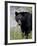 Black Bear (Ursus Americanus), Banff National Park, Alberta, Canada, North America-James Hager-Framed Photographic Print